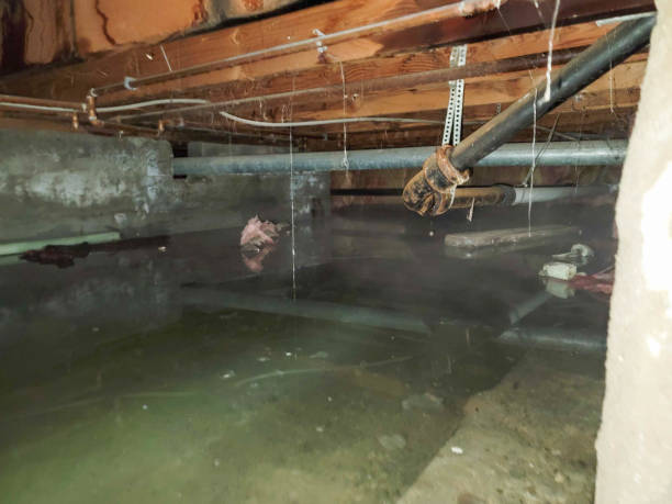 Best Local water damage restoration  in West Wyomissing, PA